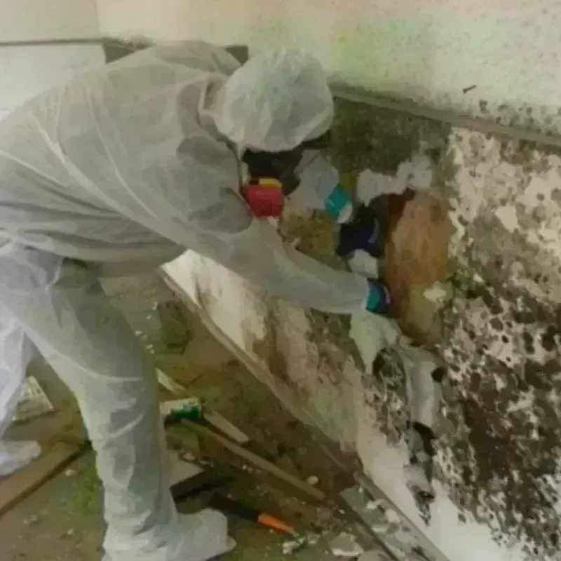 Mold Remediation and Removal in California City, CA